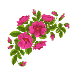 アルペンローゼ幹細胞エキスのイメージ写真