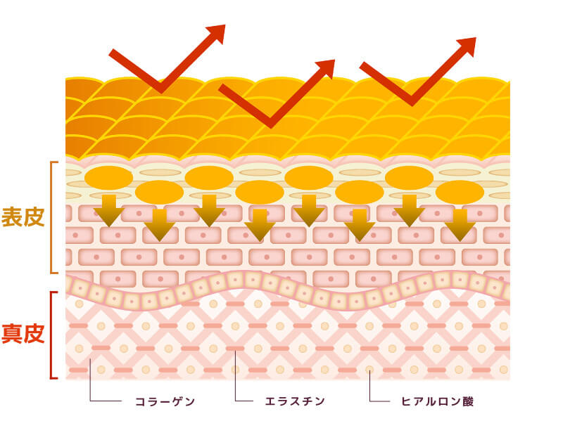セラムが肌内部へ浸透していくイメージ図
