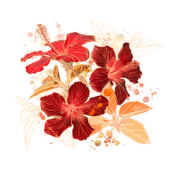 ハイビスカス発酵エキスのイメージ写真