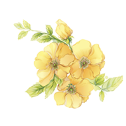 雌阿寒金梅細胞培養エキスのイメージ写真