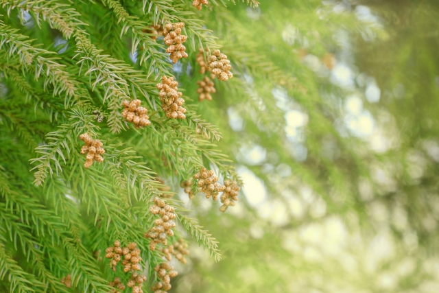 花粉が肌トラブルの原因に！この時期気を付けたい体調管理法とは？